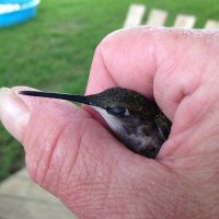 Tess  (@tesslass) 's Twitter Profile Photo