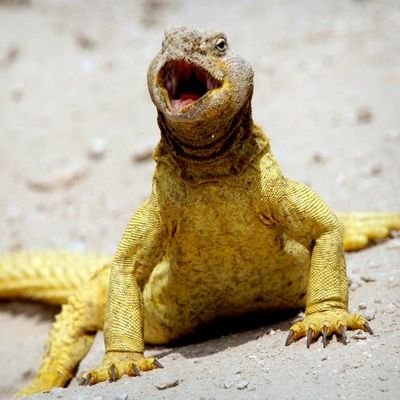 bossedan86's profile picture. #JalinPersatuan

Ini Akun Receh Baru Netas -

NO DM - No Kadrun & Khilafah - No porn
**Kadrun mah emosian**