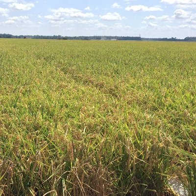 County Extension Agent - Staff Chair, University of Arkansas System Division of Agriculture. All Opinions are my own.