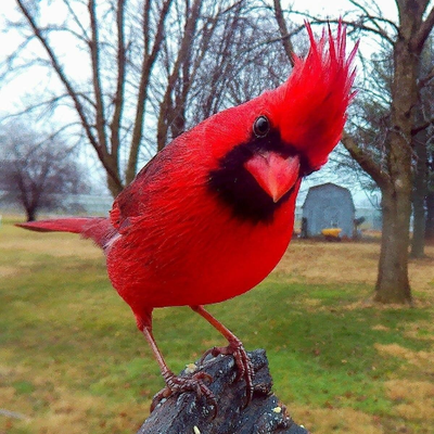 Red Bird Of Paradise Yretciva Twitter