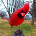 Red Bird of Paradise (@redbirdparadise) Twitter profile photo Red Bird of Paradise (@redbirdparadise) Twitter profile photo