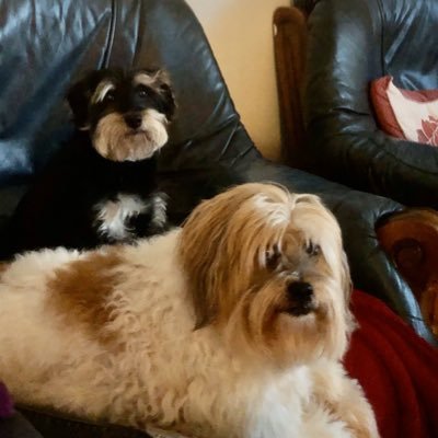 StaceyRing2's profile picture. Movies Animals