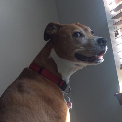 choooosh's profile picture. tikin and tokin