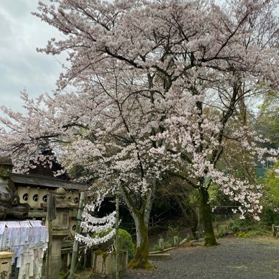 kimimar83671685's profile picture. 京都市に住んでいる京都マニア ちょい悪エロ 気持ちいいことしたい。元バンドマン