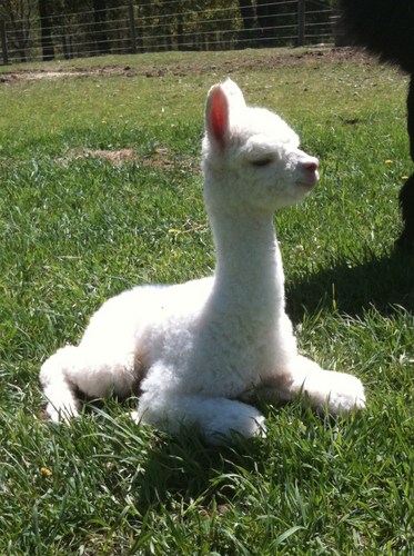 Luxury fiber farm and fiber arts store. Alpaca, Angora, Mohair, Cashmere and Yak. Spinning, weaving, knitting, crocheting and felting supplies.