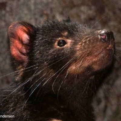 Conservation Ecologist studying bettongs in QLD | Tasmanian devil consultant | Spatial Ecologist | Instagram: georgina_andersen