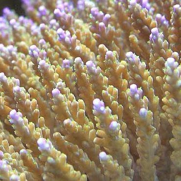 CentricCoral's profile picture. all things coral and coral reefs...