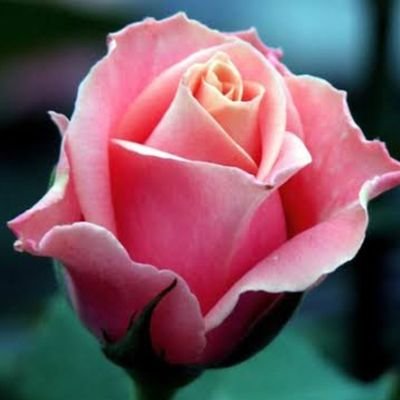 Pradeep61379411's profile picture. आत्मविश्वास