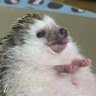 hedgehog_engine's profile picture. IPA(IP、FE、AP、SC) CompTIA（A+、Sv+、Sc+、Nw+） 医療情報技師 AWS（CLF、SAA、SOA、DVA）/CE、オペレータ→インフラエンジニア(独立系SI(SES))→インフラエンジニア(ユーザ系SI) よわよわエンジニア