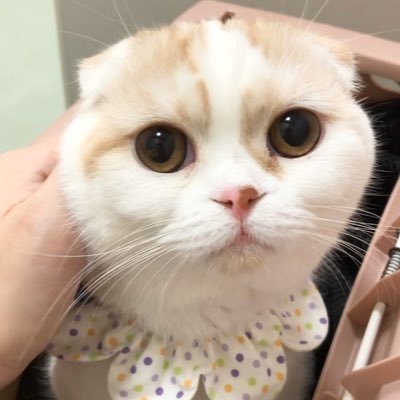 クマのぬいぐるみが大好きな おっとりスコの女の子🐈チャームポイントはアポロなお鼻🐾 と親バカ飼主です。。。猫以外でもつぶやくのでよろしく😁