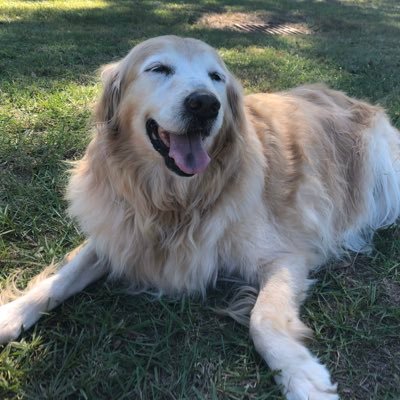 GRASS (501c) serves as a refuge for senior & special needs Goldens by providing a clean, safe & loving sanctuary for them to live out their golden years.