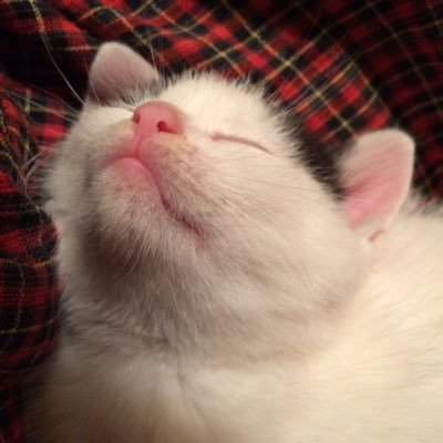 EVjotaro's profile picture. 日々の何気ない暮らしのちょっとした出来事を記録しています。猫ちゃんの記録が多めです。