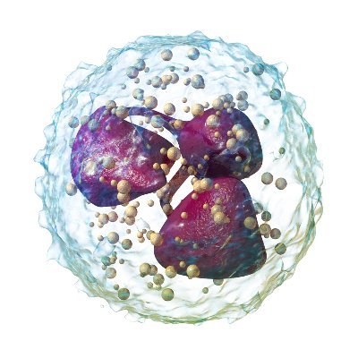 Amulic lab based @CMMBristol
We investigate neutrophils in disease and the molecular mechanisms related to their functions.