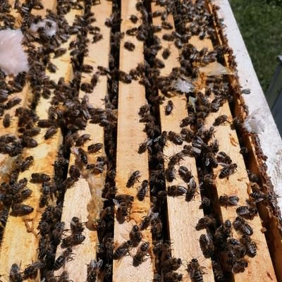 Медоносне пчеле (Apis mellifera) производе мед већ 150 милиона година и оне су једини инсект који производи храну коју једу људи...