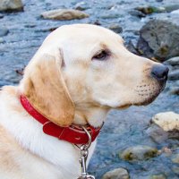 センス@ファジー(sage (@iimono79) 's Twitter Profile Photo