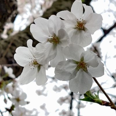 Asuka_86778's profile picture. よろしく～（日本と台湾大好き）日台友好^^Y

日本プロ野球（阪神タイガース、ヤクルト、日本ハム）台湾プロ野球（台鋼ホークス、楽天モンキーズ）を応援

嫌いなチーム↓↓↓
台湾プロ野球（味全ドラゴンズ、味全龍）