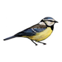 Hungry Birds (@hungry_birds) 's Twitter Profile Photo