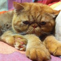 Joan Ribera (@joan_ribera) 's Twitter Profile