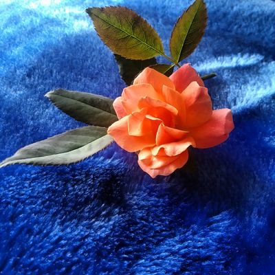 Amateur photographer
Enjoyer of photography, art, painting, music, cinema, and much more.