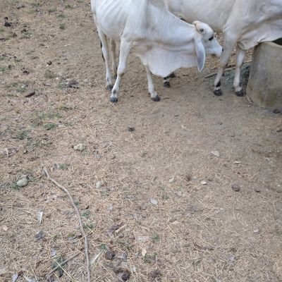 jcamiloberrocal's profile picture. 