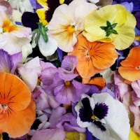 Gourmet Sweet Botanicals (@gourmetsb) 's Twitter Profile