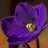 gonzavio's profile image