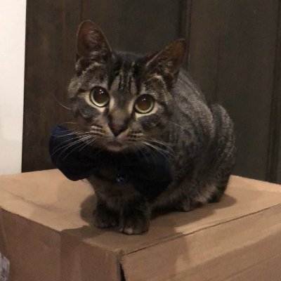 dindin_tweeter's profile picture. i sleep a lot | he/him