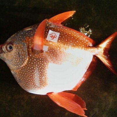 岡本 直樹 これが マカジキ 英語ではストライプド マリーンといいます 名前の通り縞々模様のカジキです 都会のスーパーで焼き物用として販売されている白いのが メカジキです メカジキはソードフィッシュ 剣の魚 と言います Http T Co