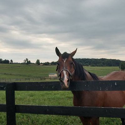 Love horse racing and baseball