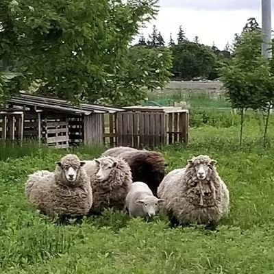 ひつじのめぐみSHOP
うちの羊と長野県毛糸
写真と音楽と横乗りにmini乗り
毛糸とニットと羊毛↓ 布地も始めます！そろそろニット地とウェア製作も！手紡ぎと手編みの教室 紡ぎ編み会
Web店→https://t.co/8bPznbqNE2