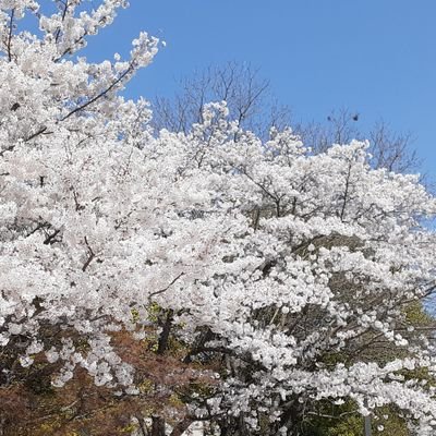 岡山県立大学大学院のアイツ。2026/3/31アカウント消去。分不相応と有名無実で説明できる偽物のコーディング野郎。温泉行きたい。
今はもう動かないinstagram : abetch_2047