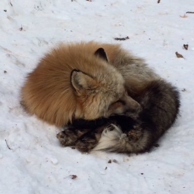 紫苑さんのプロフィール画像