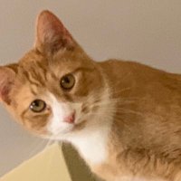 Nannycat☮️🌊🌊🇺🇦🌻 (@nannykaycat) 's Twitter Profile