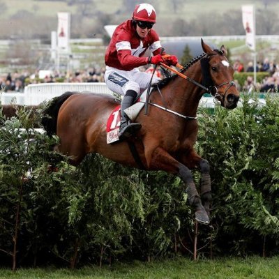 lfcpaullloyd's profile picture. Vegan Liverpool football club fanantic 
and horse racing fan