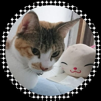macaron_3cat111 Profile Picture