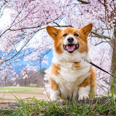 自由気ままでみんなに愛されたぶんちゃん。2020年10月9日にお空組へ🐶🌈15歳と115日の犬生でした(2005年6月15日〜2020年10月9日)