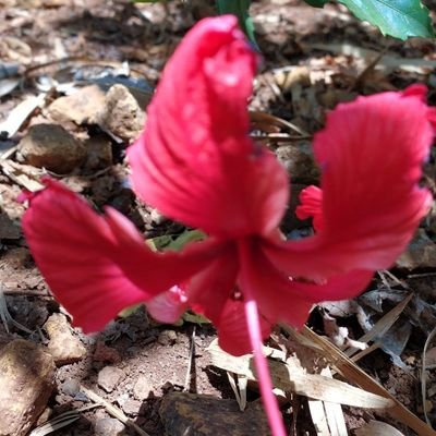 vishwanathgoree's profile picture. 