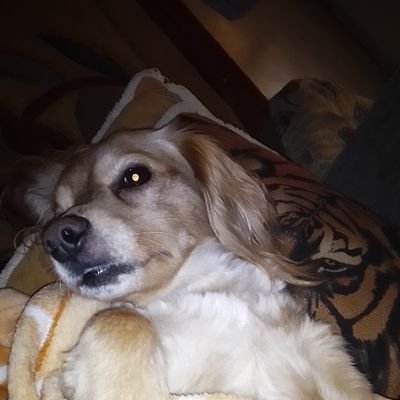 Fm3iaXdj0XtCGIS's profile picture. Δεν μπορώ την αδικία την Κάκια δεν αντέχω την κακοποίηση των ανθρώπων και των ζώων θα ήθελα διαφορετικό των κόσμο...