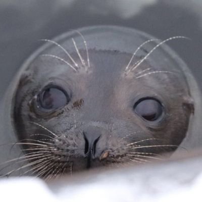 norppaturva's profile picture. An account for following ITSec-related news