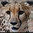 Travel_Expat's profile image