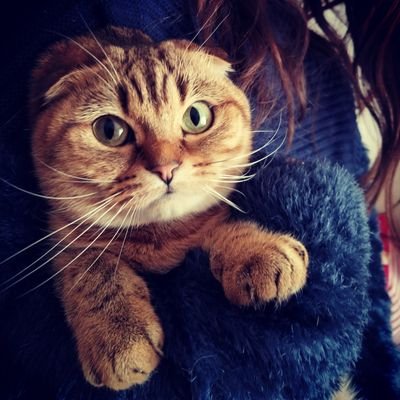 妻と愛猫の日常を切り取ります。
フォロー&いいね宜しくお願いします!
🔗Instagram
https://t.co/aib0aFbuhz
🔗YouTube
https://t.co/02lBoqaMeR