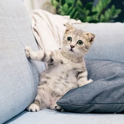 A page for cute tweets about animals, memes and general shittery