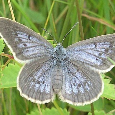 Nature lover, butterflies, ants and their interaction, all the nature, Spain, music, dancing, working on conservation, vegetables, stitching, living ecofriendly