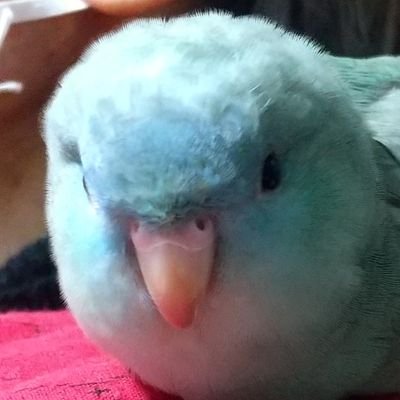 2013年1月15日からインコライフがスタート。(羽衣セキセイのディーンは、2018/4/1に、黄色頭セキセイのサムは2023/1/14にお星様になりました)サザナミインコのJJは2014年12月17日に来ました。SPN 、指輪物語、戦国無双 2020年DBD、2021年陳情令、2024年ハートストッパーに激はまり