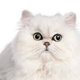 LatestT86824483's profile picture. Cat Interactive Toy