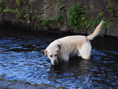 living in  (Tokyo)
Dog and Art lover