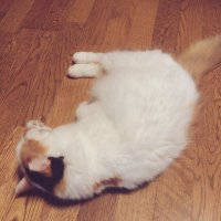 ian (@_nekoiscat) 's Twitter Profile
