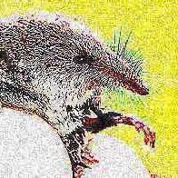 seragott's profile picture. hello how are you? :)