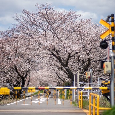 関西で色々撮影しています。カメラはLEICA M10、Sony α7Ⅳ、SIGMA fp/dp1/dp3/SDQuattro、Olympus E-M1mark2を使ってます。 #写真喫茶エス #shinya写真塾 1期生 #PhotoBarZero