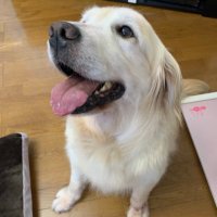 かみちゅー (@helloapeos) 's Twitter Profile